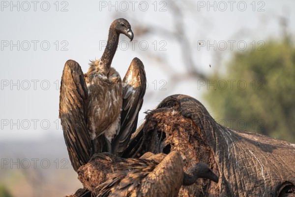 White-backed vulture (Gyps africanus), vulture feeding on the carcass of an elephant, Ihaha, Chobe National Park, Botswana