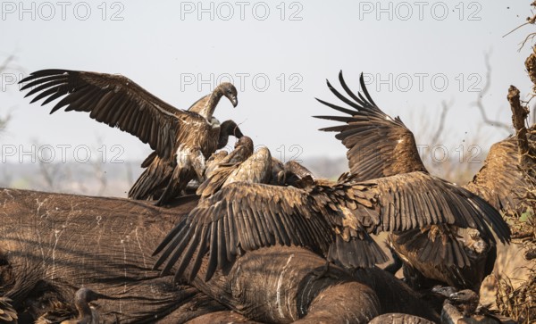 White-backed vultures (Gyps africanus) fighting over carrion, vultures feeding on the carcass of an elephant, Ihaha, Chobe National Park, Botswana