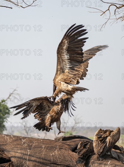 White-backed vultures (Gyps africanus) fighting over carrion, vultures feeding on the carcass of an elephant, Ihaha, Chobe National Park, Botswana