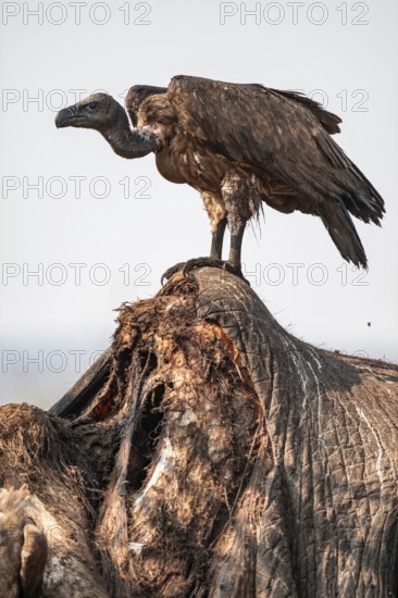 White-backed vulture (Gyps africanus), vulture feeding on the carcass of an elephant, Ihaha, Chobe National Park, Botswana