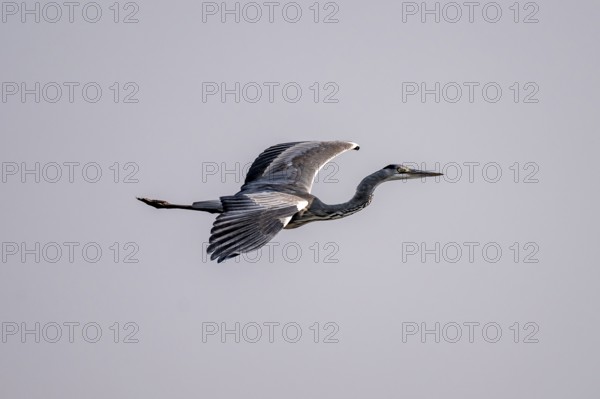Grey heron (Ardea cinerea) in flight, Ihaha, Chobe National Park, Botswana