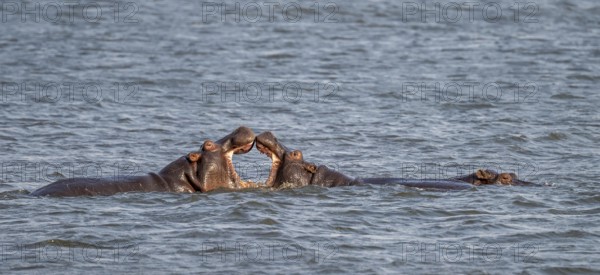 Hippopotamus (Hippopatamus amphibius) fighting in the river, Ihaha, Chobe National Park, Botswana