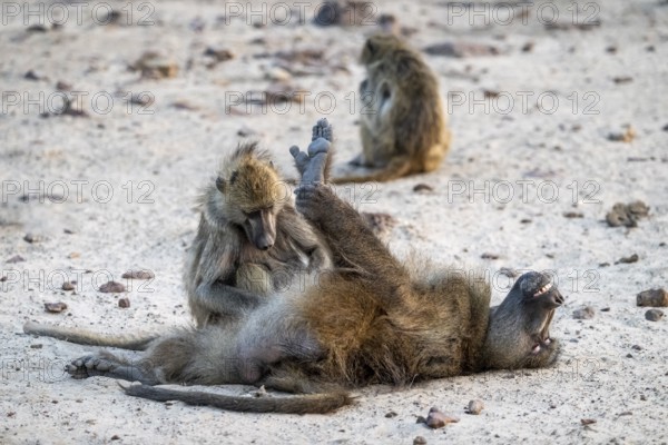 Bear baboons (Papio ursinus) grooming, delousing, Lustig, Ihaha, Chobe National Park, Botswana