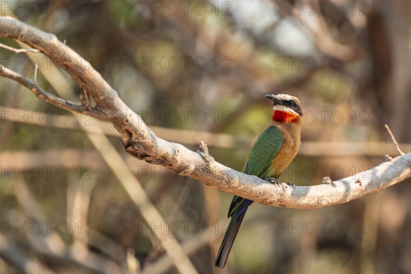 White-fronted Bee-eater (Merops bullockoides), Ihaha, Chobe National Park, Botswana