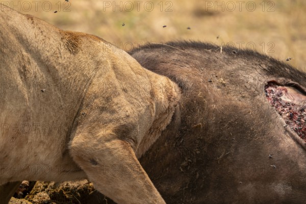 Funny, Kill, Lion (Panthera Leo) eats buffalo, Xakanaxa, Moremi Game Reserve, Botswana