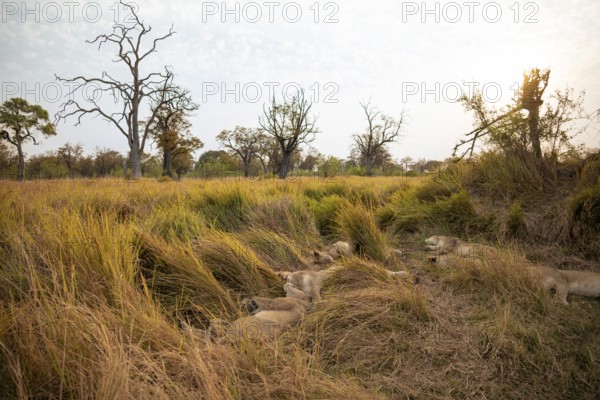 Lion pride (Panthera leo) lying in the grass, Xakanaxa, Moremi Game Reserve, Botswana