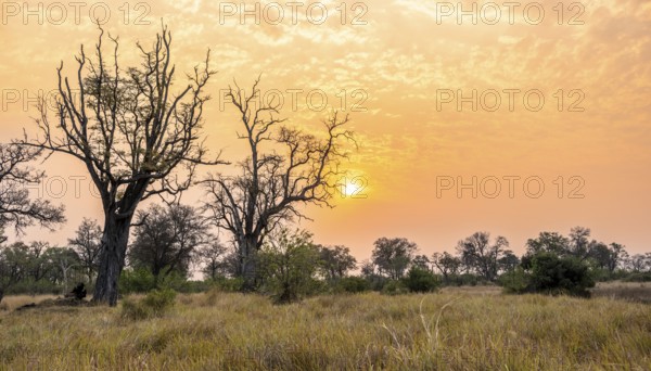 Savanna and swamp, landscape, Xakanaxa, Moremi Game Reserve, Botswana