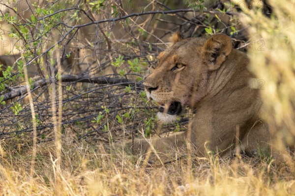 Lion (Panthera leo), Xakanaxa, Moremi Game Reserve, Botswana