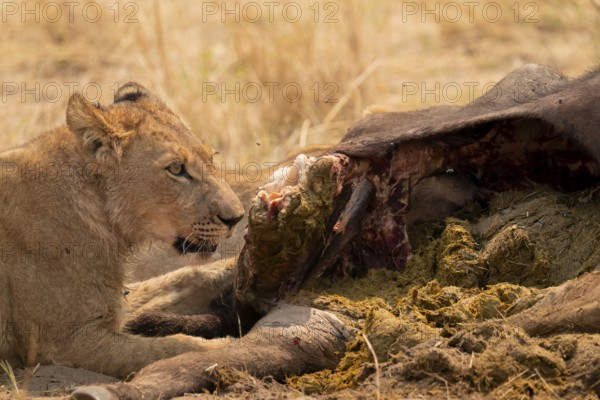 Kill, lion (Panthera leo) eating buffalo, Xakanaxa, Moremi Game Reserve, Botswana