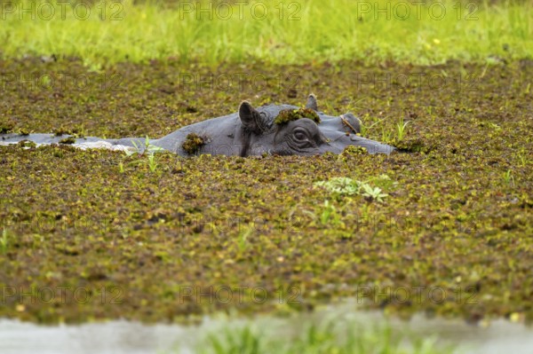 Hippopotamus (Hippopatamus amphibius) hiding in the swamp, Xakanaxa, Okavango Delta, Moremi Game Reserve, Botswana