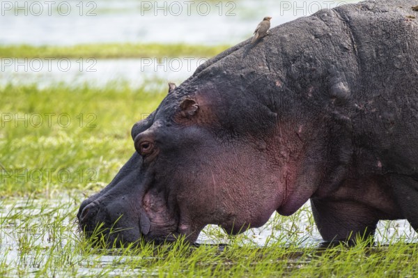 Greater hippopotamus (Hippopatamus amphibius), Xakanaxa, Okavango Delta, Moremi Game Reserve, Botswana