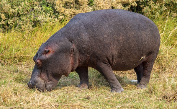 Hippopotamus (Hippopatamus amphibius) grazing, Xakanaxa, Okavango Delta, Moremi Game Reserve, Botswana