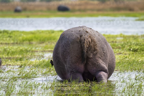 Funny, bum, bum of a hippopotamus (Hippopatamus amphibius), Xakanaxa, Okavango Delta, Moremi Game Reserve, Botswana