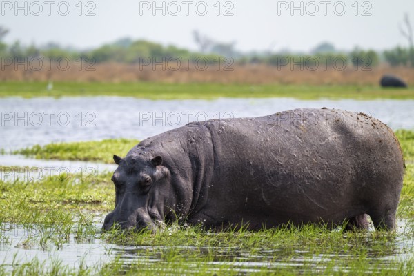 Hippopotamus (Hippopatamus amphibius) Xakanaxa, Okavango Delta, Moremi Game Reserve, Botswana