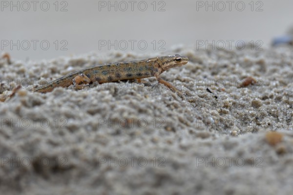 At dusk, the male pond newt (Lissotriton vulgaris) has left its daytime hiding place and goes hunting for invertebrates and other small animals, Denmark