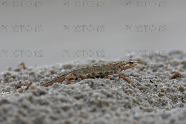 After the mating season, pond newts (Lissotriton vulgaris) leave the spawning waters and lead a secret life on land, Denmark