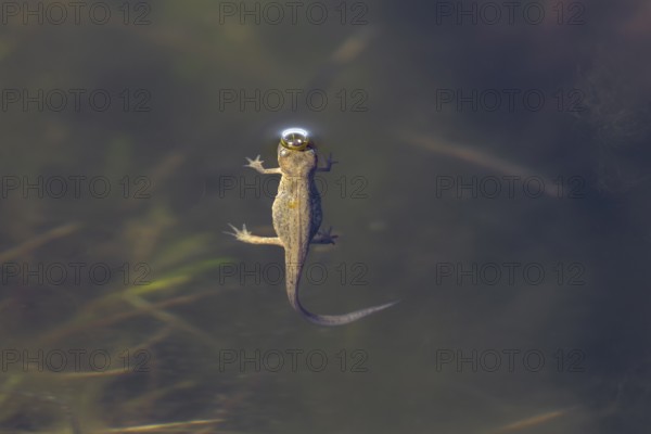 The female pond newt (Lissotriton vulgaris) quickly takes a breath at the surface of the water, then dives down again, breathes, Denmark