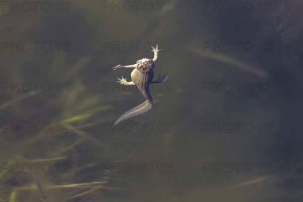 It would appear that the female pond newt (Lissotriton vulgaris) would eat the fly floating on the surface of the water, but in the end it rose to breathe, breathe, Denmark