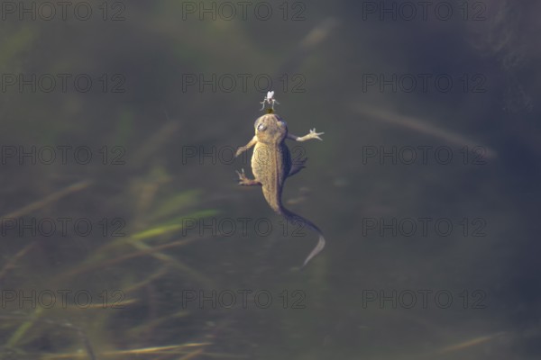 Only a few millimetres separate the female pond newt (Lissotriton vulgaris) from the fly floating on the surface of the water, breathing, Denmark