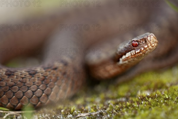 Adders (Vipera berus) feed on small mammals, small birds, amphibians and other reptiles, such as lizards, Denmark