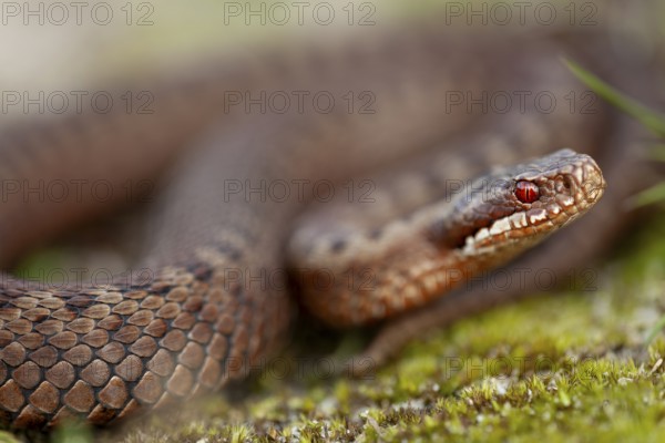 Adder (Vipera berus) in the dunes of the Danish North Sea coast, Denmark