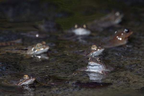 A small pond in the forest serves as a spawning ground for grass frogs (Rana temporaria), spawning clumps, spawning season, Denmark
