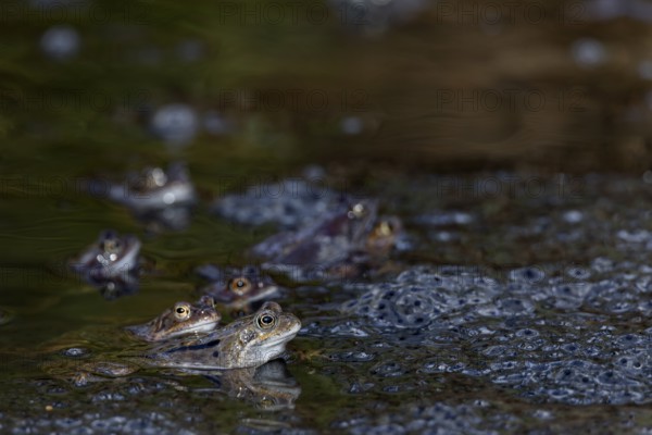 Grass frogs (Rana temporaria) between spawning clumps, spawning bales, spawning season, Denmark
