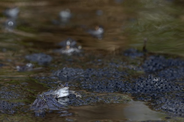 Grass frogs (Rana temporaria) during the spawning season in a small pond in the forest, spawning balls, spawning clumps, Denmark