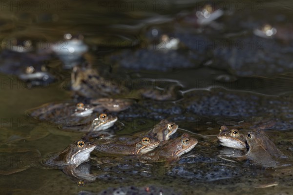 The eggs of the Common Frog (Rana temporaria) float in large spawning clumps just below the surface of the water, spawning clumps, spawning season, Denmark