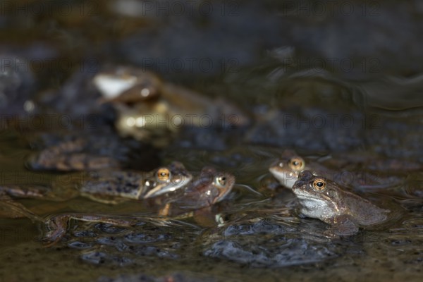 Grass frogs (Rana temporaria) congregate at the same spawning waters every spring, spawning clumps, spawning season, Denmark
