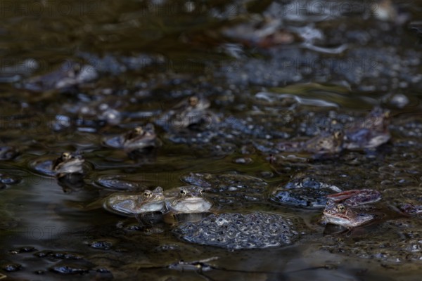 The colouring of grass frogs (Rana temporaria) is very variable, the colour spectrum ranges from brown, orange, reddish to blue tones, while greenish specimens are rare, spawning balls, spawning clumps, spawning time, Denmark