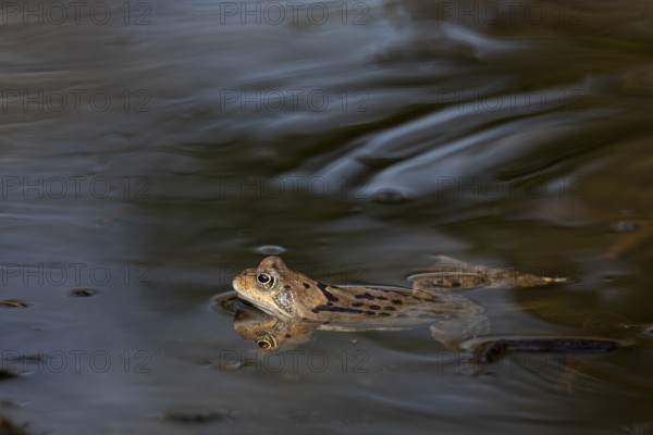 During the spawning season, the male grass frogs (Rana temporaria) do not have much time to pass on their genes, because after a few days the season is over, spawn balls, spawn clumps, Denmark