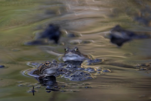 In a few days all the female grass frogs (Rana temporaria) will have spawned and left the pond, spawning balls, spawning clumps, spawning time, Denmark
