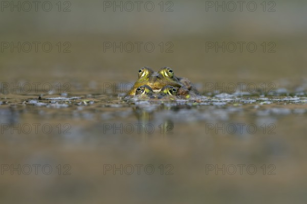 Water frogs (Pelophylax cl. esculentus) during mating, spawning season, Germany