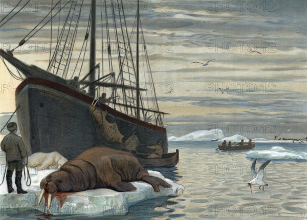 Hunting for walrus near Novaya Zemlya, a Russian twin island located west of the inner Eurasian border in the Arctic Ocean and counted as part of Europe, Russia, authentic reproduction of a school mural, historical, around 1900
