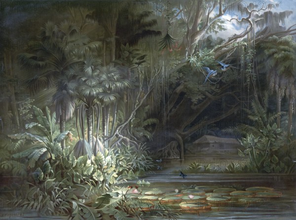 Tropical rainforest in the Amazon region, Brazil, authentic reproduction of a school mural, historic, around 1900