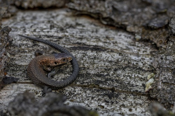 Young forest lizards (Zootoca vivipara) are strikingly copper-coloured, a good identification feature, sunbathing, Denmark