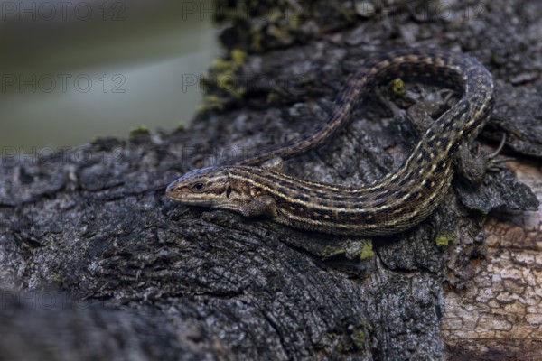 A cloud has moved in front of the sun, the common lizard (Zootoca vivipara) waits patiently for its return, Denmark