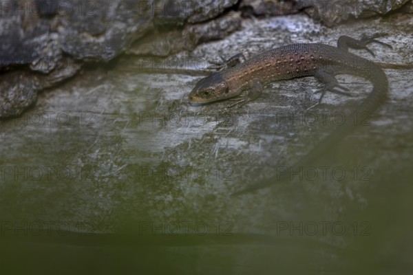 Hidden among the heather, the young common lizard (Zootoca vivipara) sunbathes on a tree trunk, Denmark