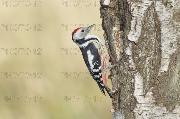 Middle spotted woodpecker (Dendrocopos medius), foraging on the trunk of a common birch (Betula pendula), wildlife, woodpeckers, nature photography, autumn, Wilnsdorf, North Rhine-Westphalia, Germany