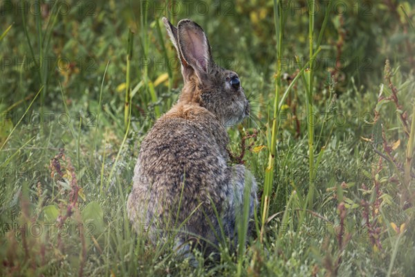 Wild rabbit (Oryctolagus cuniculus) adult, sitting in high coastal grass with its back to the viewer and turning its head sideways, erect ears and natural camouflage fur in green vegetation, soft light and calm natural atmosphere, Schillig, Lower Saxony, Germany