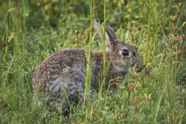 Wild rabbit (Oryctolagus cuniculus) adult, in high coastal grass, lateral profile view between blades of grass with natural camouflage in green vegetation, soft daylight and quiet natural atmosphere, Schillig, Lower Saxony, Germany