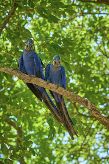 Pair of blue parrots sitting peacefully on a branch in a light-flooded forest, Hyacinth Macaw (Anodorhynchus hyacinthinus), Pantanal, UNESCO Biosphere Reserve, World Heritage Site, Mato Grosso, Brazil