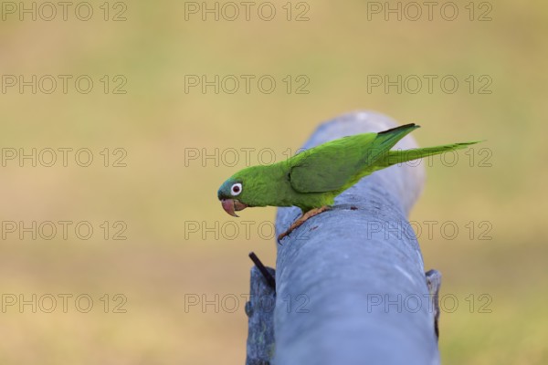 Green parrot sitting attentively on a railing in a quiet environment, Blue-headed Parakeets or Sharp-tailed Parakeets (Psittacara acuticaudatus), Pantanal, UNESCO Biosphere Reserve, World Heritage Site, Mato Grosso, Brazil