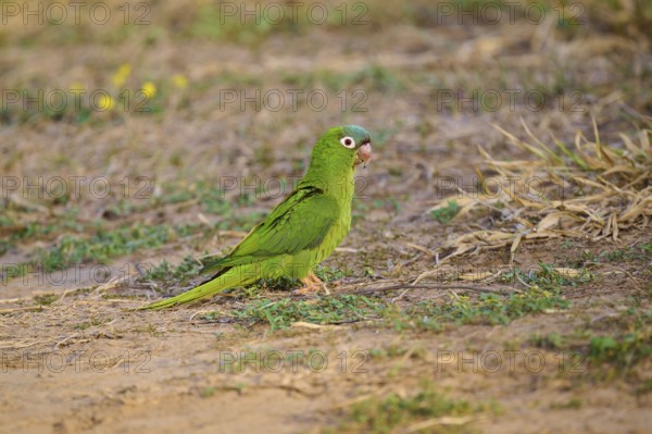 Green parrot on a grassy ground in a natural environment, Blue-headed Parakeets or Sharp-tailed Parakeets (Psittacara acuticaudatus), Pantanal, UNESCO Biosphere Reserve, World Heritage Site, Mato Grosso, Brazil