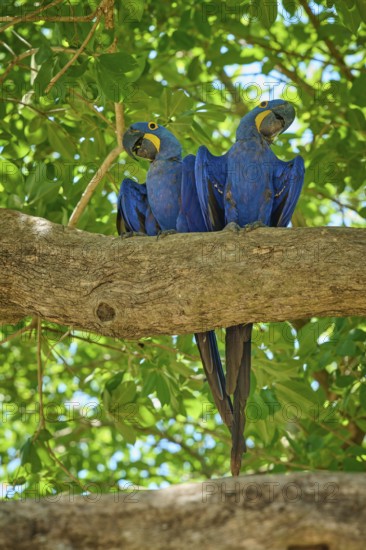 Pair of blue parrots sitting on a large branch, surrounded by lush canopy, Hyacinth Macaw (Anodorhynchus hyacinthinus), Pantanal, UNESCO Biosphere Reserve, World Heritage Site, Mato Grosso, Brazil