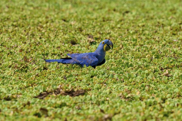 A blue parrot sits quietly in a dense green shore area of a lake with water lettuce and drinks water, Hyacinth Macaw (Anodorhynchus hyacinthinus), Pantanal, UNESCO Biosphere Reserve, World Heritage Site, Mato Grosso, Brazil