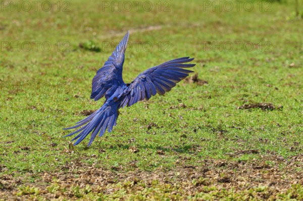 Blue parrot flies with outstretched wings over a green meadow, Hyacinth Macaw (Anodorhynchus hyacinthinus), Pantanal, UNESCO Biosphere Reserve, World Heritage Site, Mato Grosso, Brazil