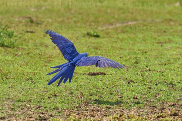 Blue parrot in flight over a green lawn with outstretched wings, Hyacinth Macaw (Anodorhynchus hyacinthinus), Pantanal, UNESCO Biosphere Reserve, World Heritage Site, Mato Grosso, Brazil