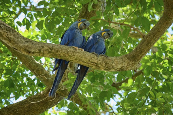 A pair of blue parrots looking down from the branch of a tropical tree, Hyacinth Macaw (Anodorhynchus hyacinthinus), Pantanal, UNESCO Biosphere Reserve, World Heritage Site, Mato Grosso, Brazil